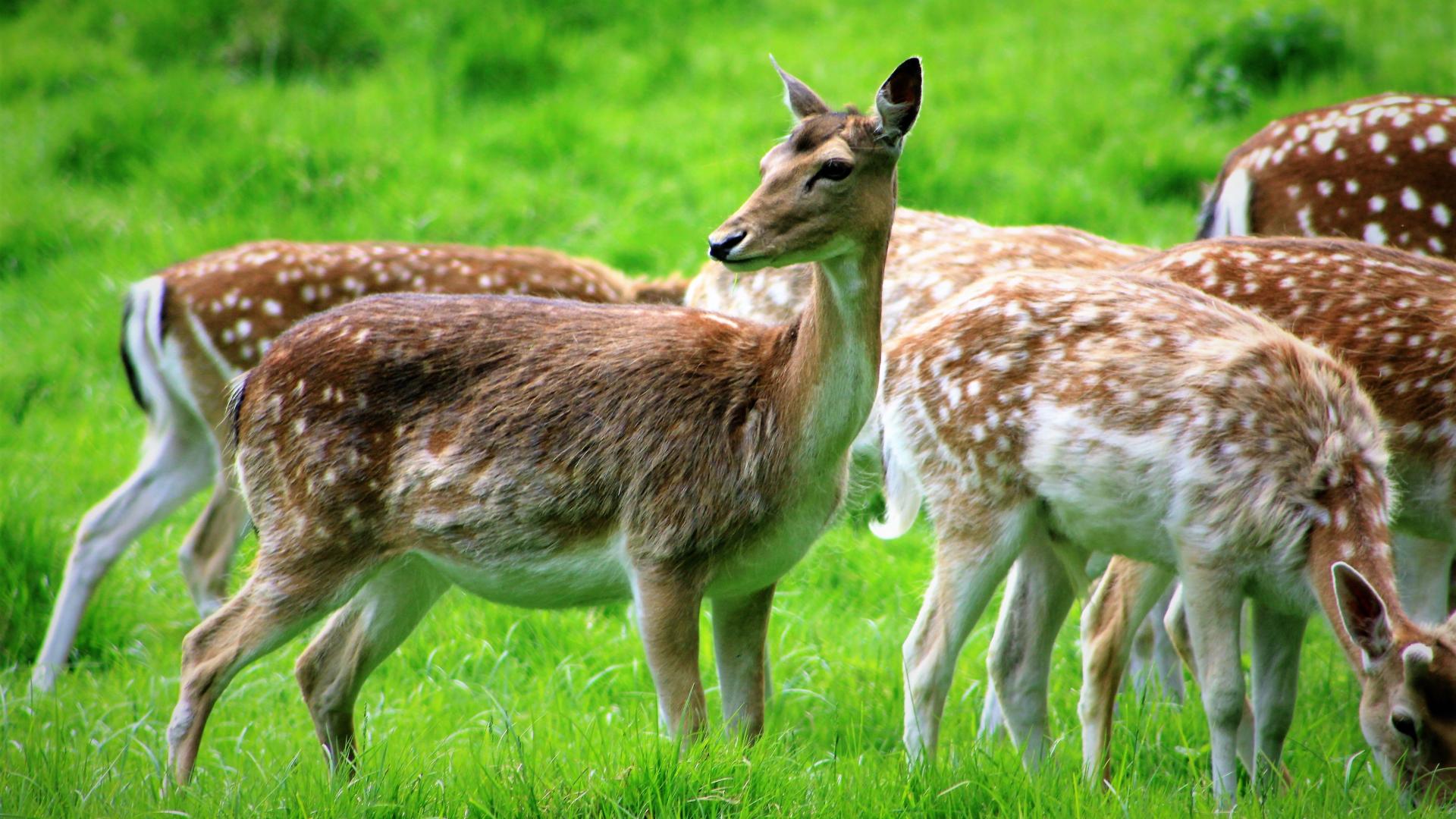 Fallow deer herd