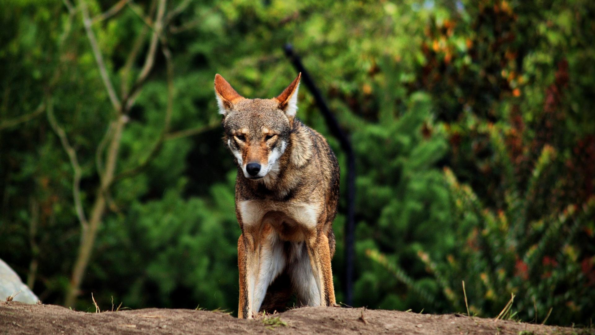 Red Wolf