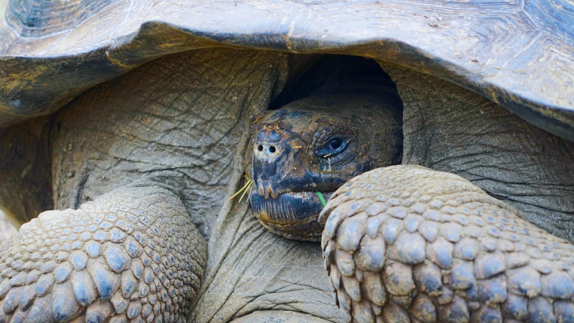 Giant tortoise.