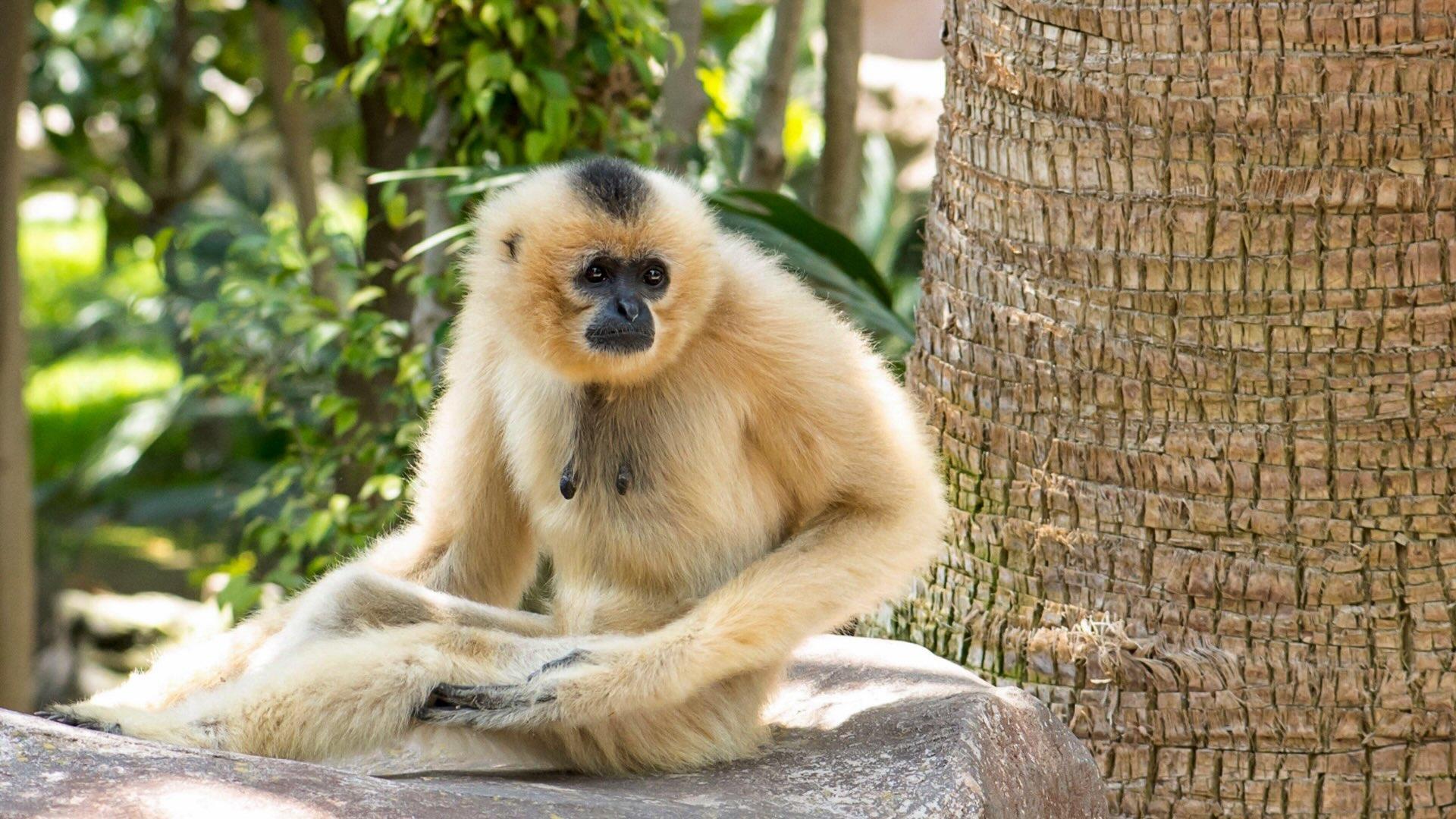Hainan gibbon primate sitting on a rock. 