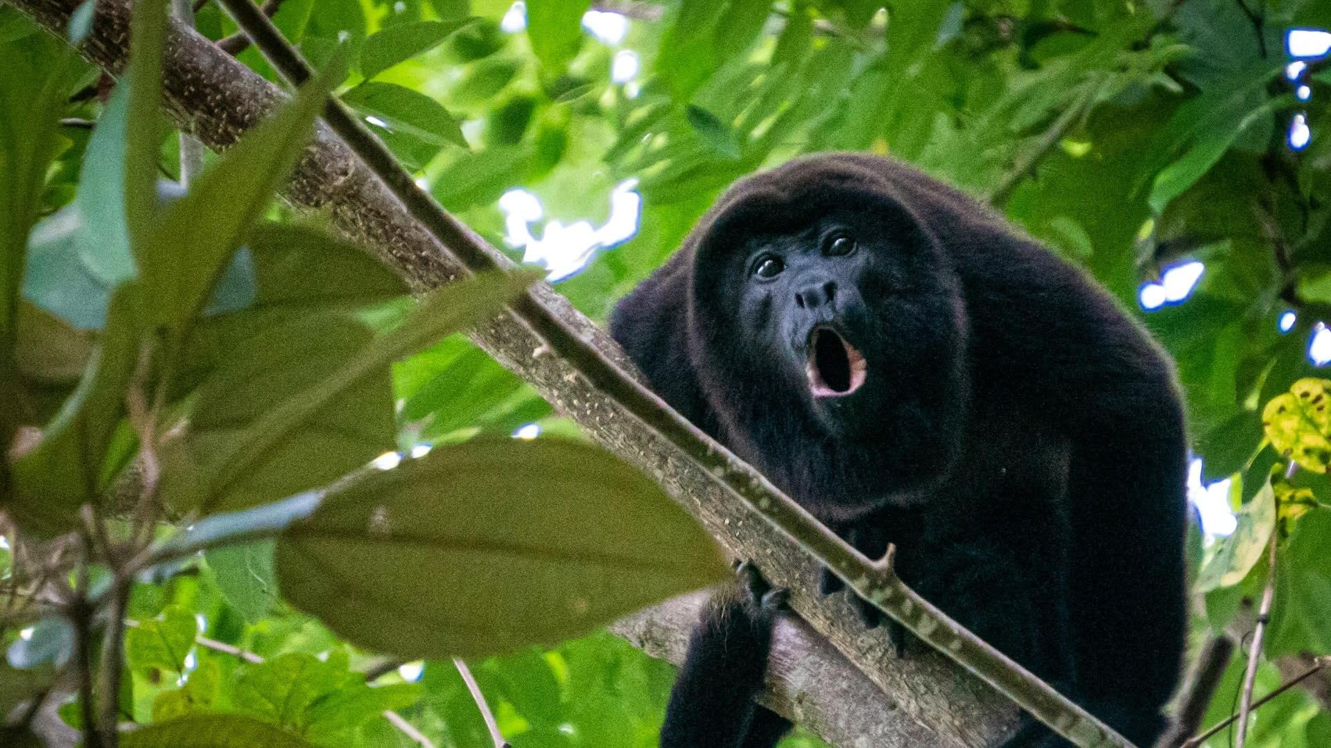Black howler monkey in a tree. 