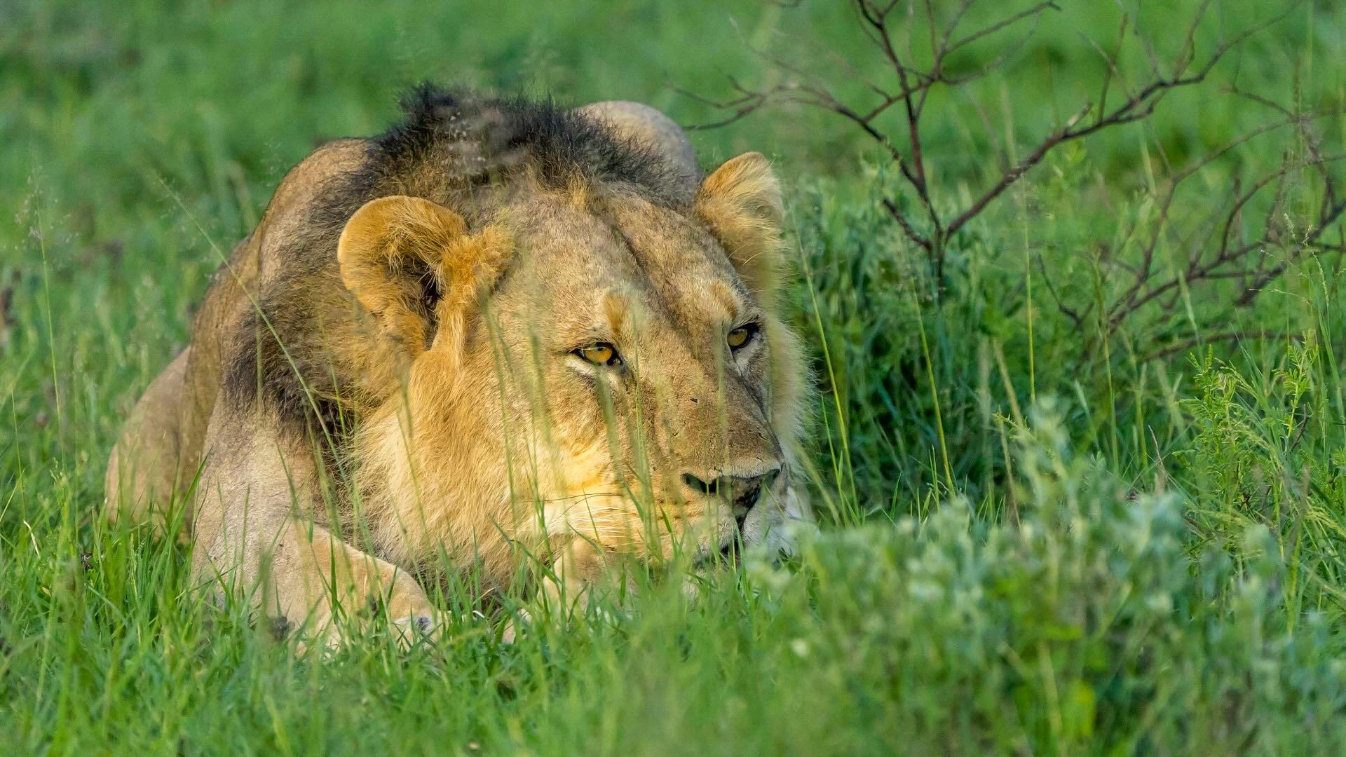 Lion lying on green grass.