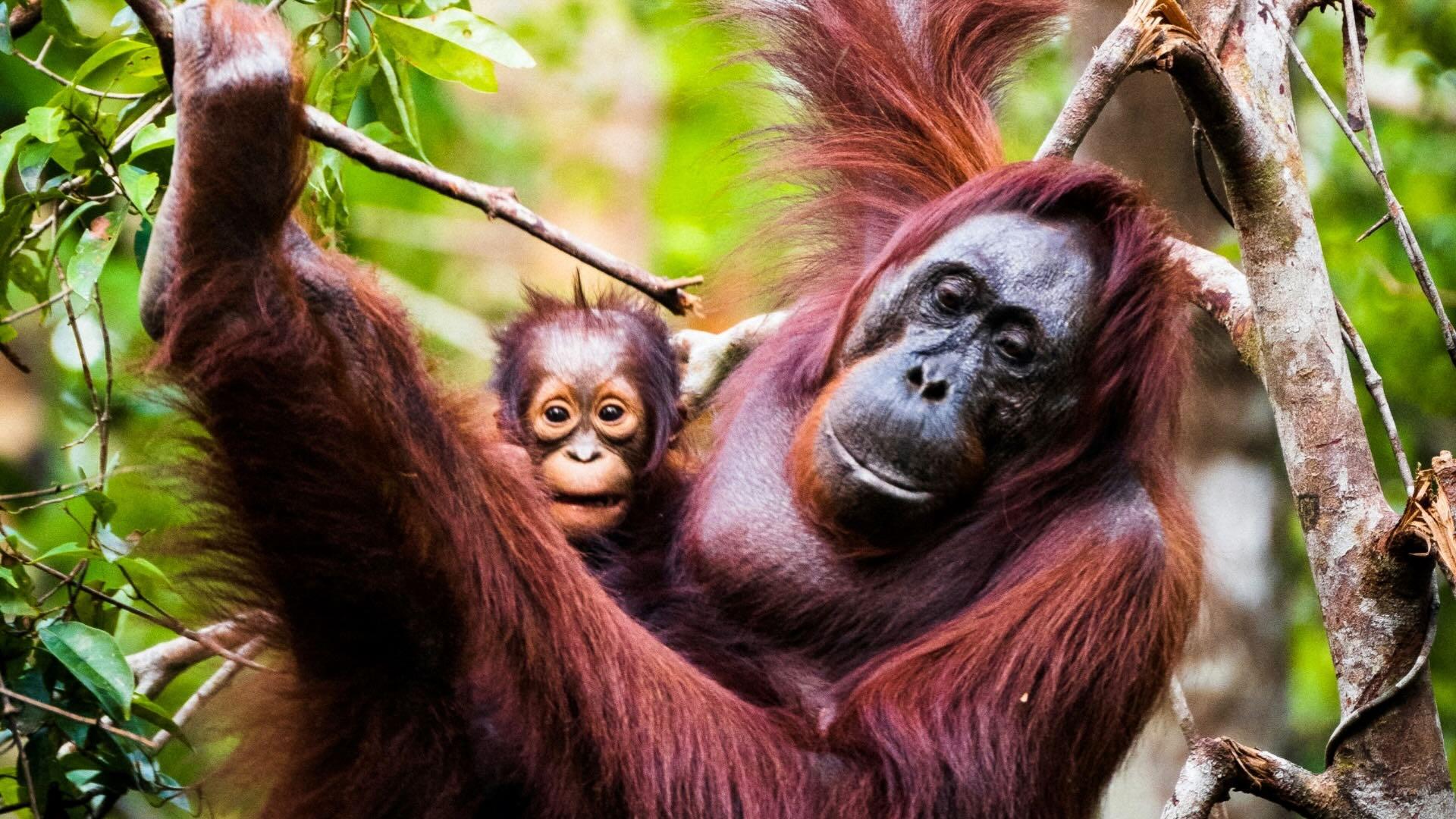 Orangutan mother and child hanging from tree branch. 