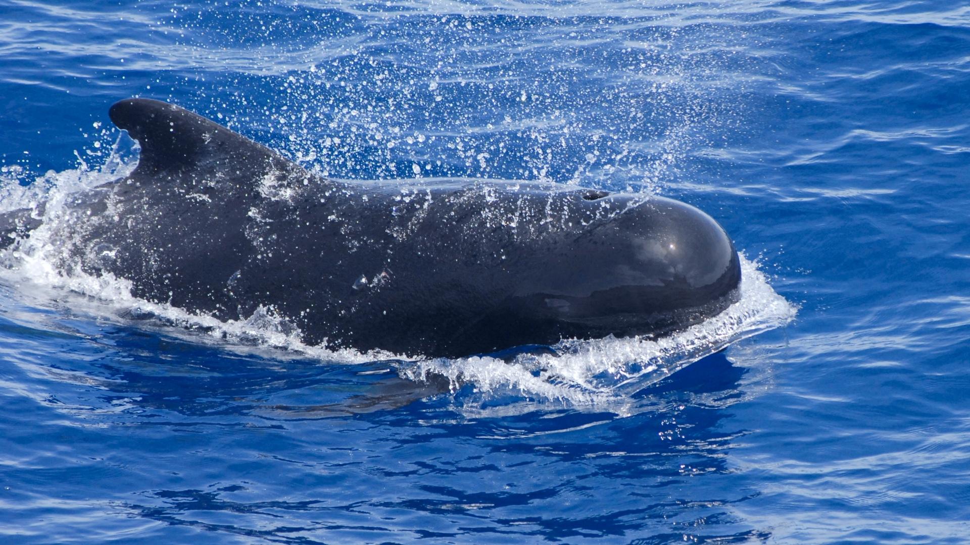 Pilot whale in ocean. 