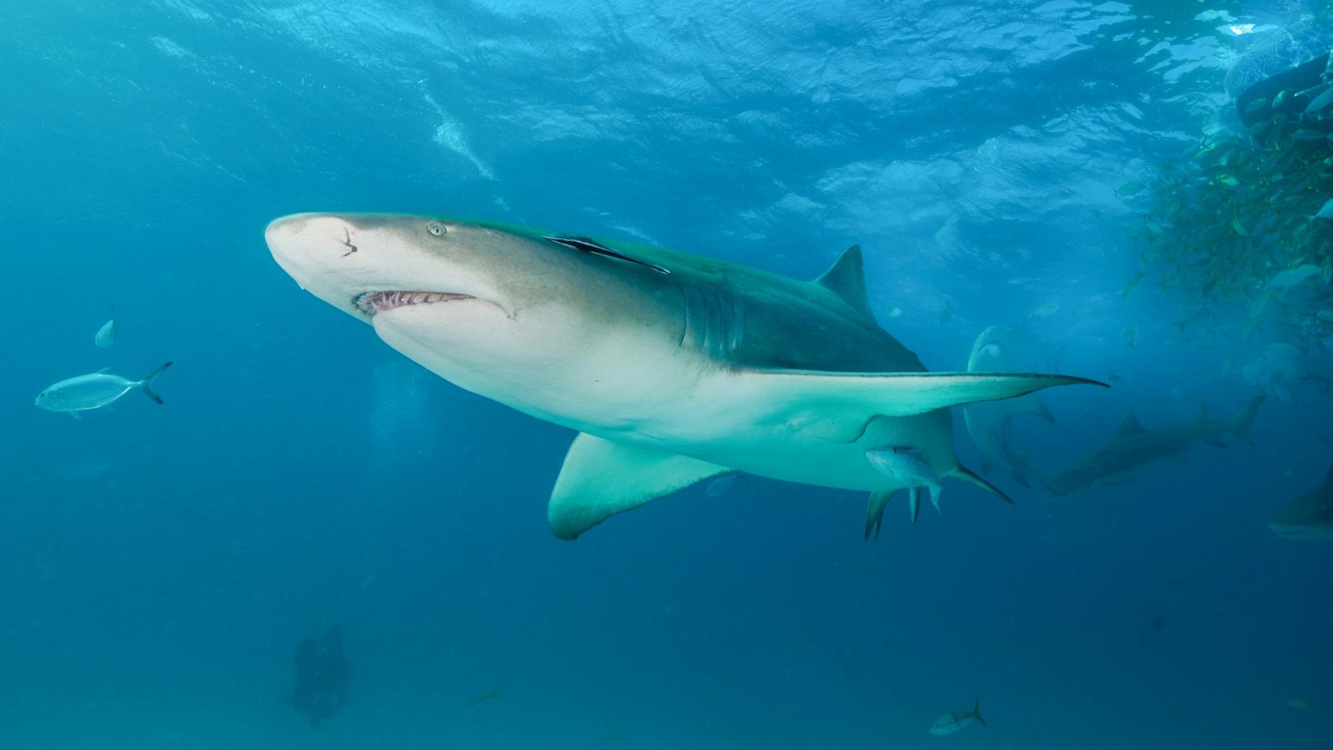White-tip shark. 