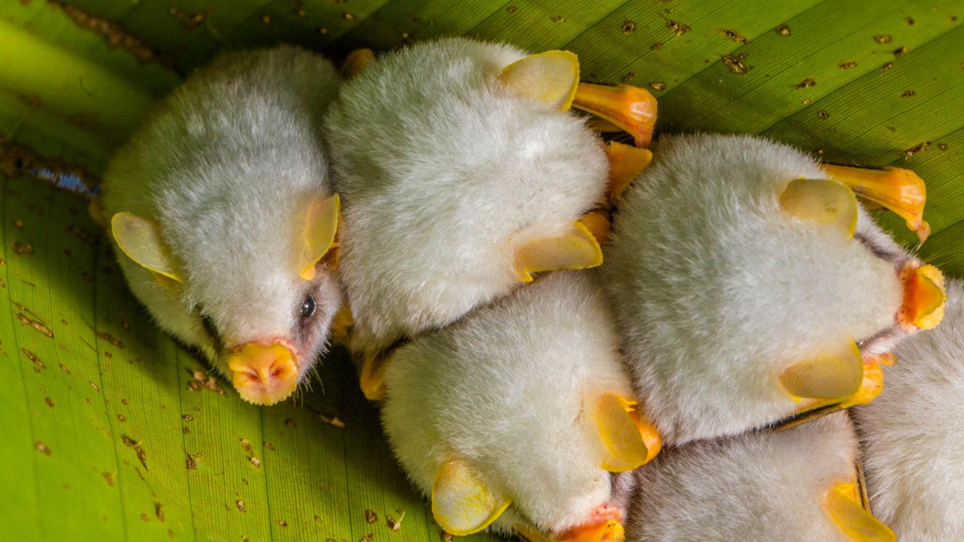 Tent bats huddled up in a leaf tent. 