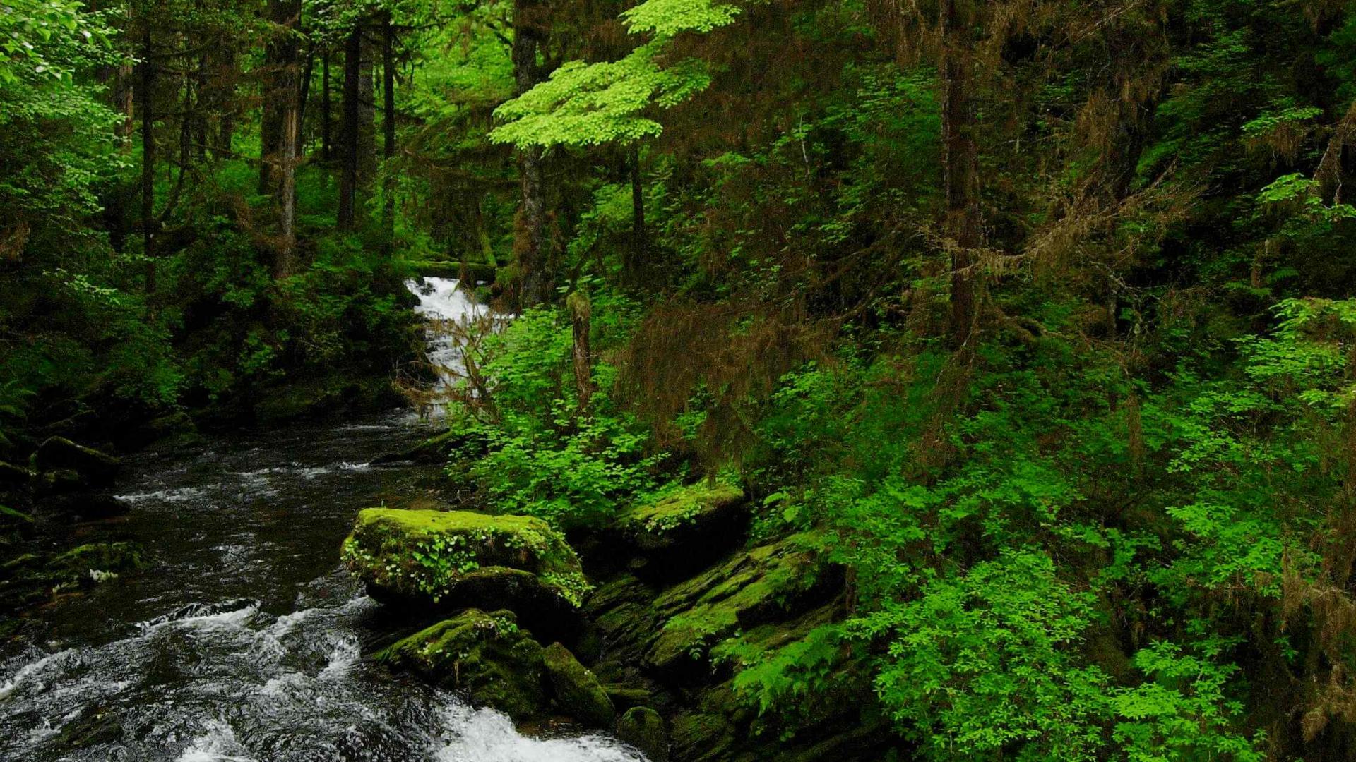 A stream cutting through the vividly green Tongass forest. 