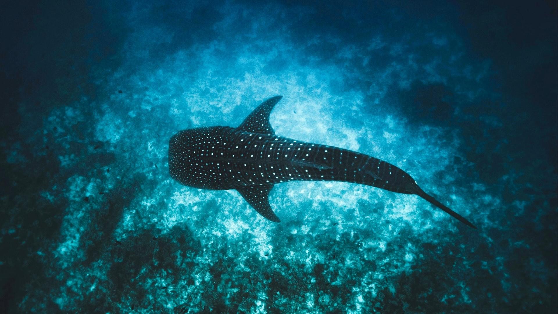 Top down shot of whale shark underwater. 