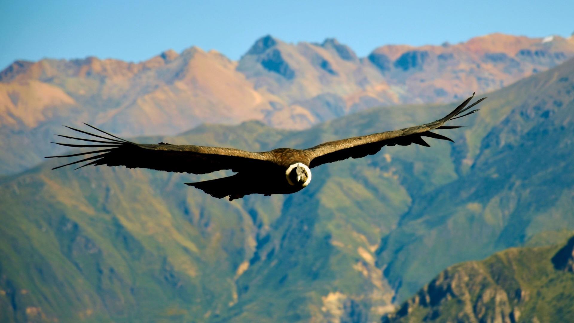 Andean Condor with mountains and blue sky in the background. 