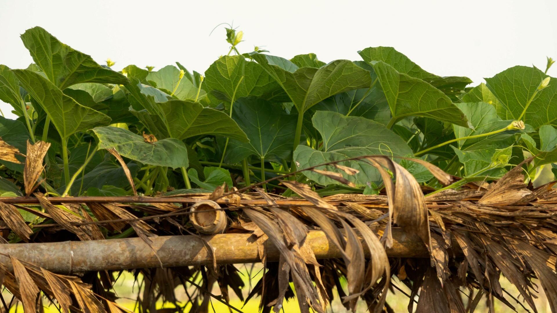 Lush green Bottle Gourd vine with large leaves growing on a traditional bamboo trellis in rural Bangladesh.