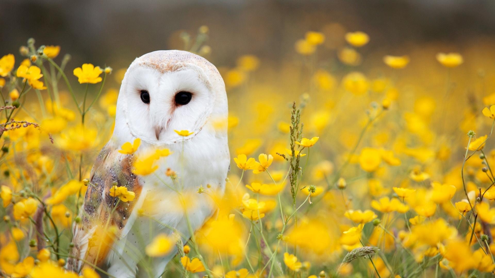 Barl owl in a field of yellow flowers. 