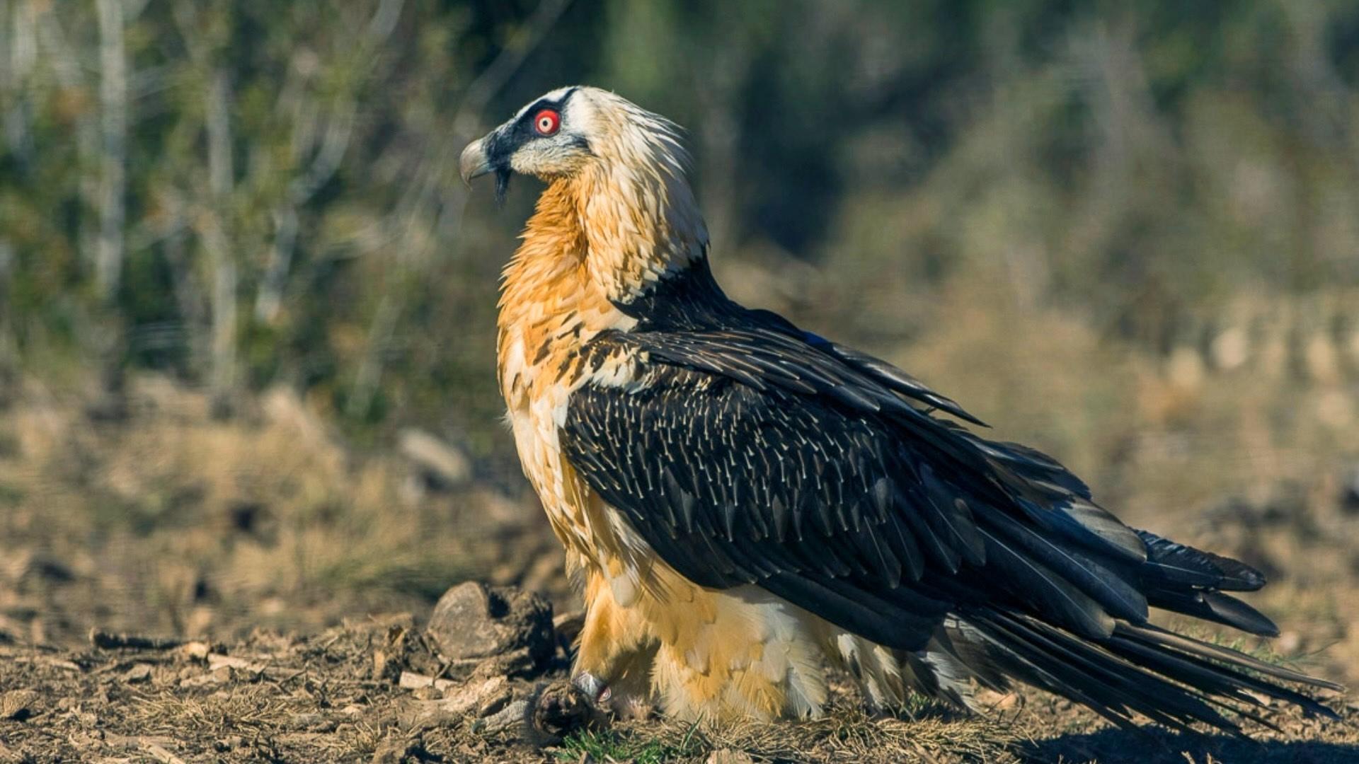 Side view of a bearded vulture on the ground. 
