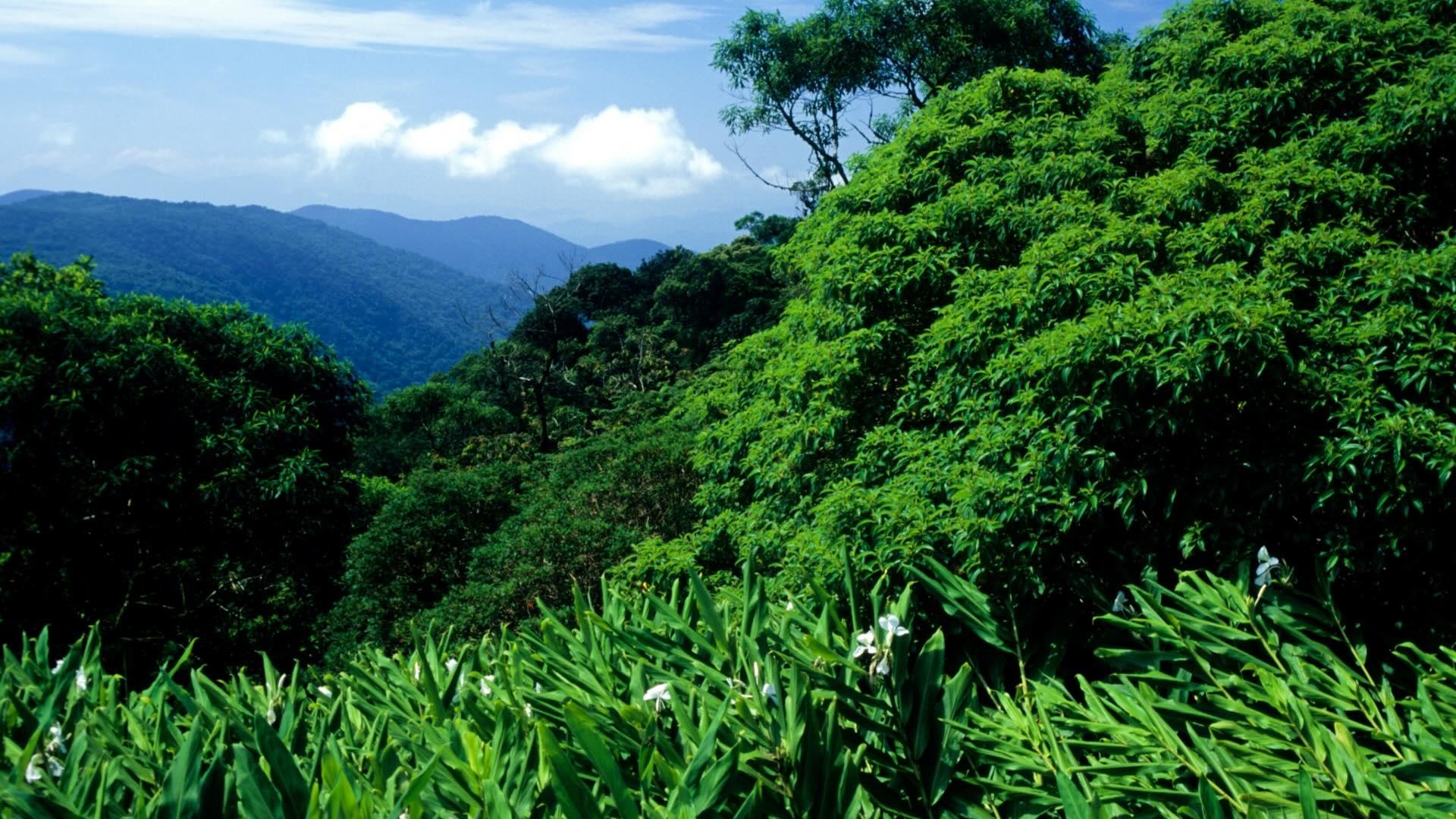 Atlantic Forest South-East Reserves Paraná Brazil UNESCO World Heritage Site