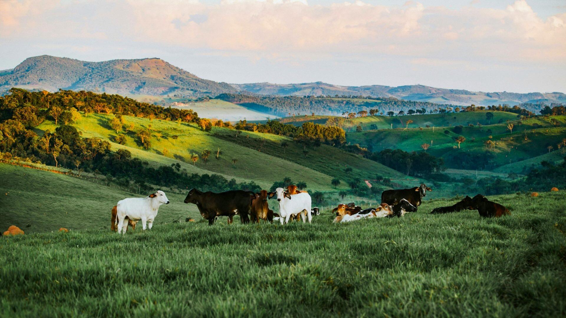Cattle on lush hilly pasture in brazil. 