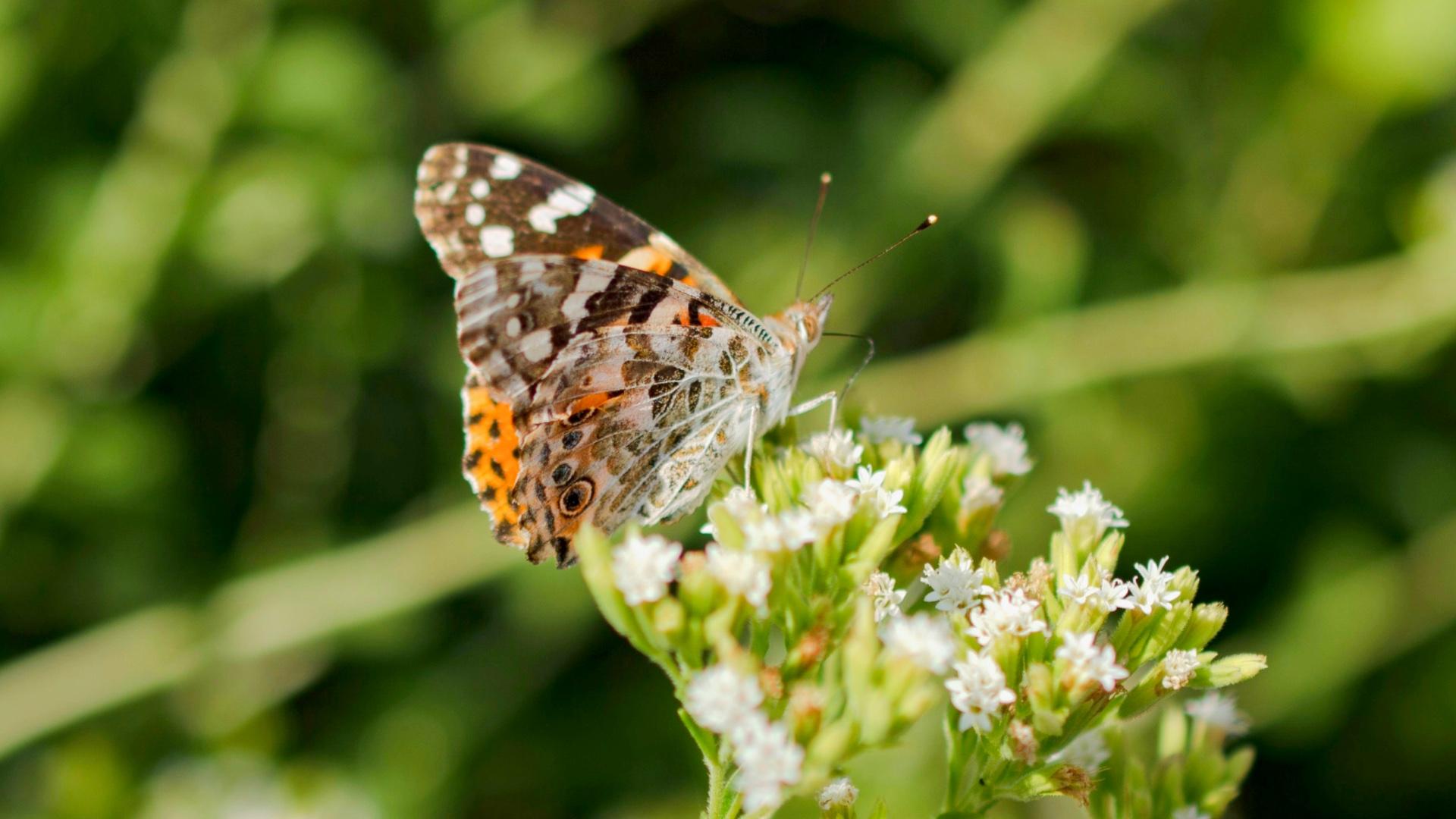 Butterfly on a flower. 