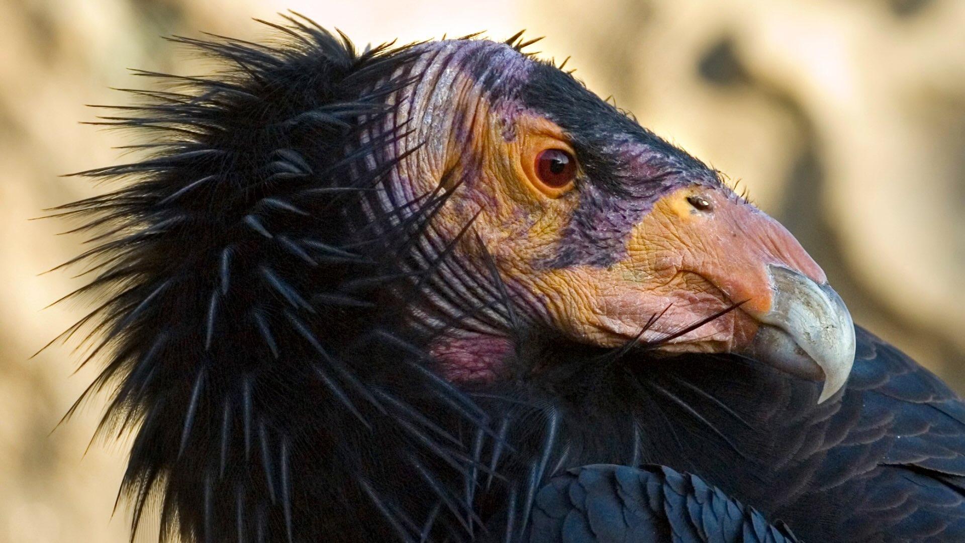 Side headshot of Californian Condor. 
