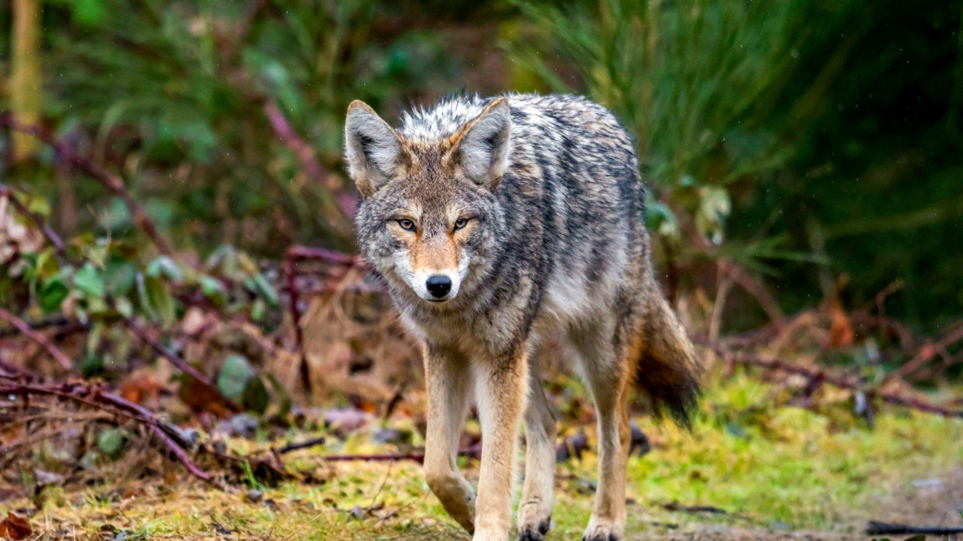 Coyote in the woods. 