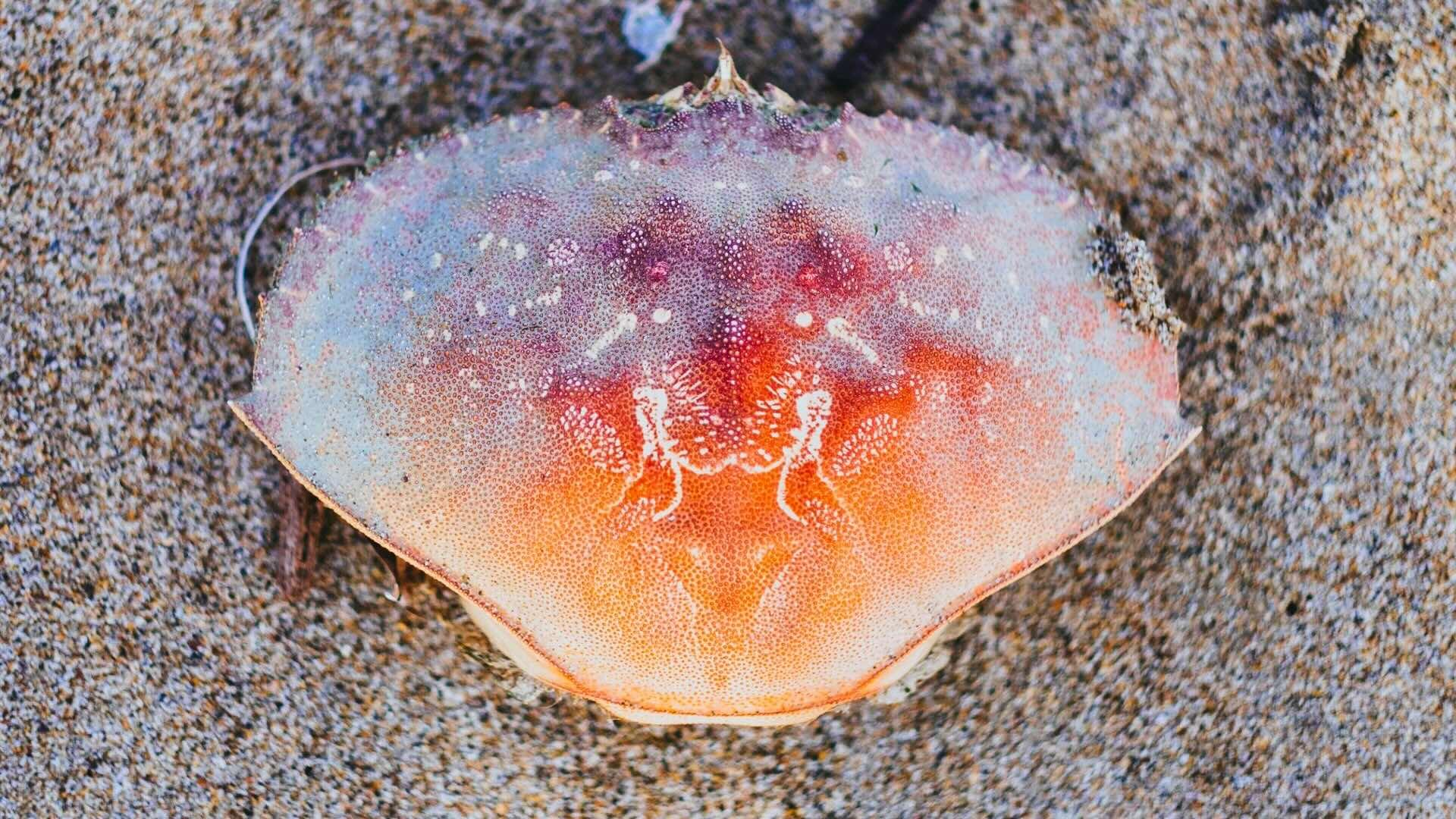 Dungeness crab shell on the beach. 