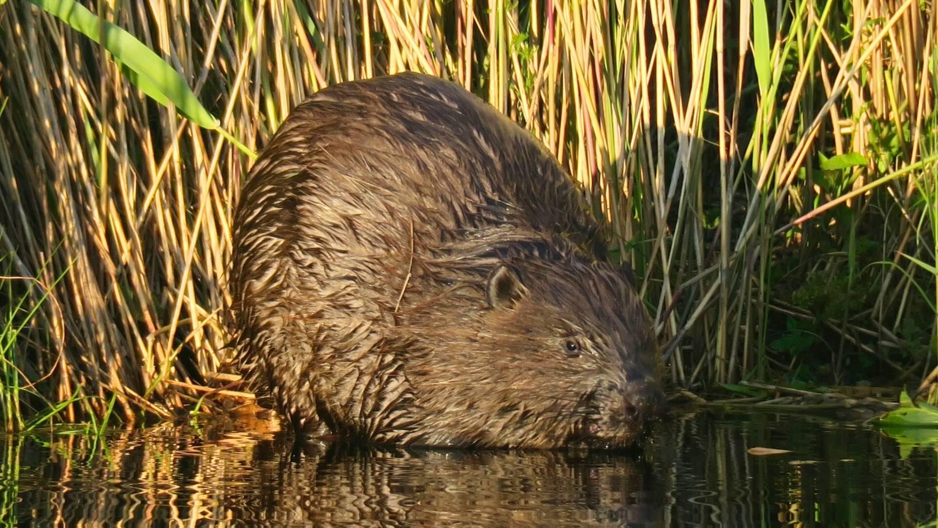 A beaver swimming in a pond. 