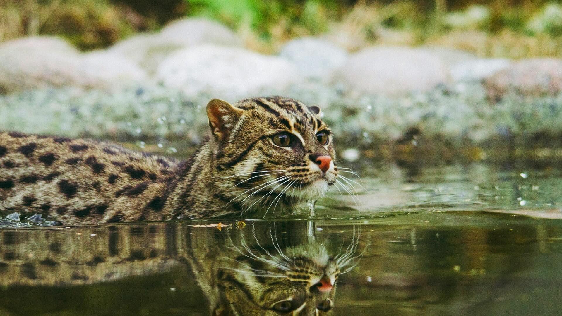 The rare and elusive fishing cat swimming. 