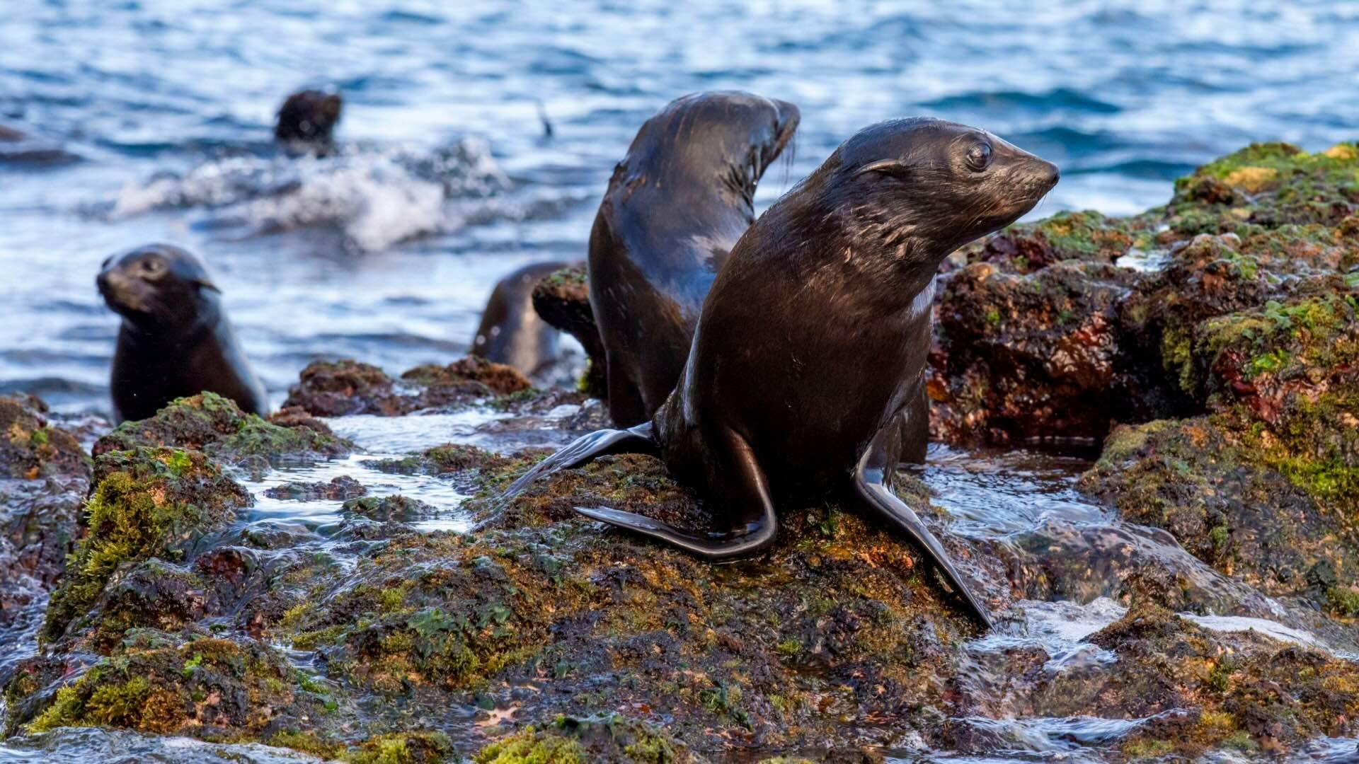 Chile, Juan Fernandez Islands, Robinson Crusoe Island, Bahia Padre. Endemic Juan Fernandez fur seals and young pups.