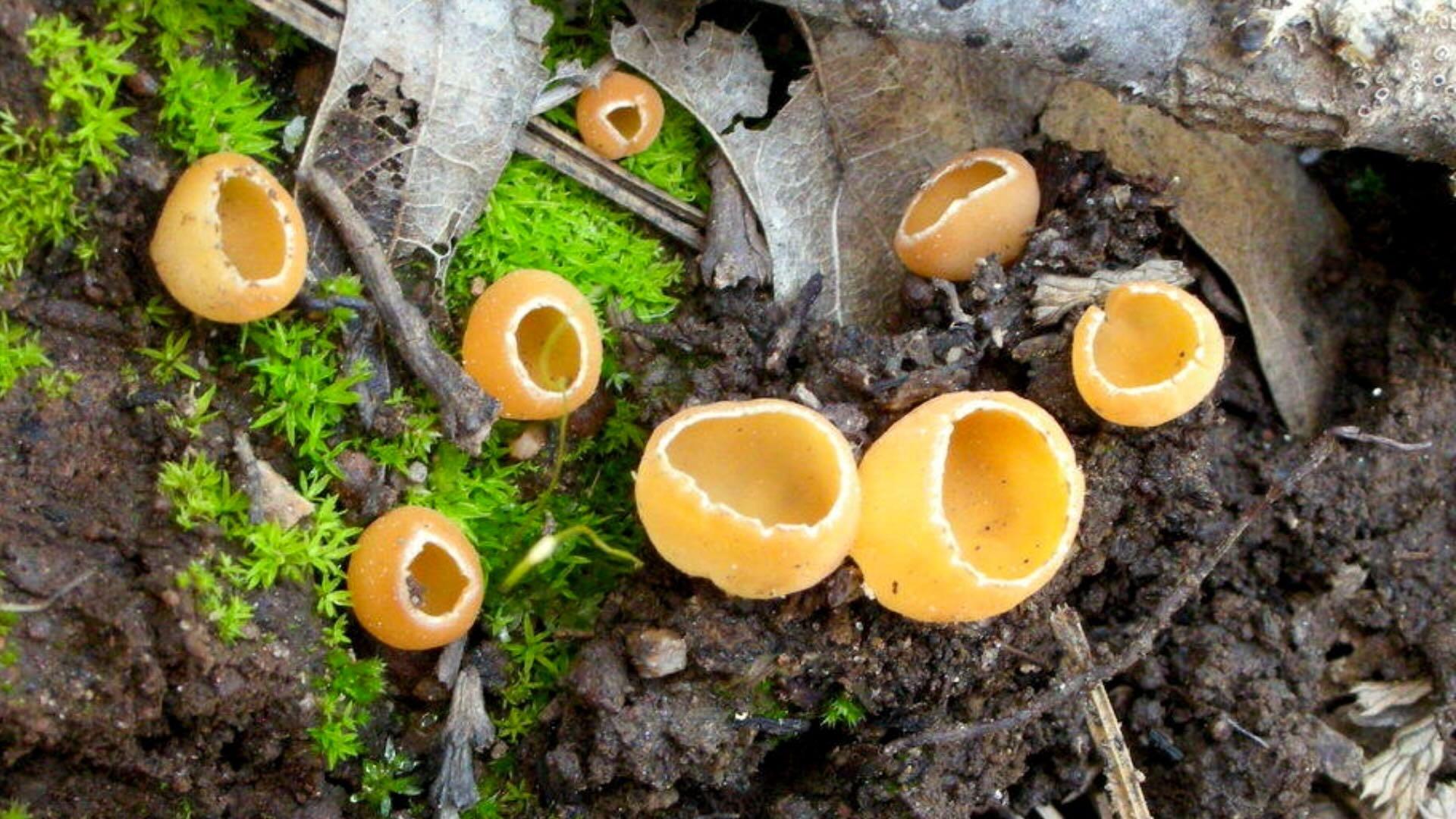 The charcoal cup fungus. 