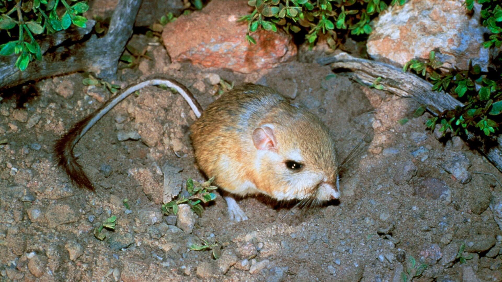 Giant kangaroo rat.