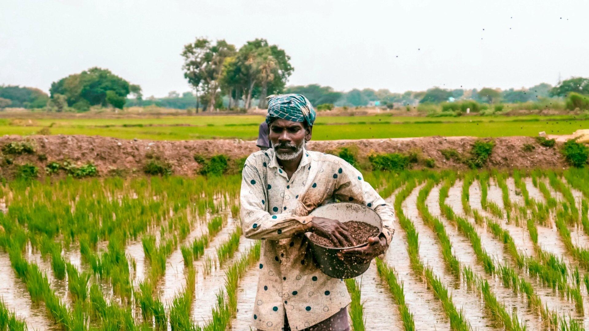 Indian man walking through a rice field. 