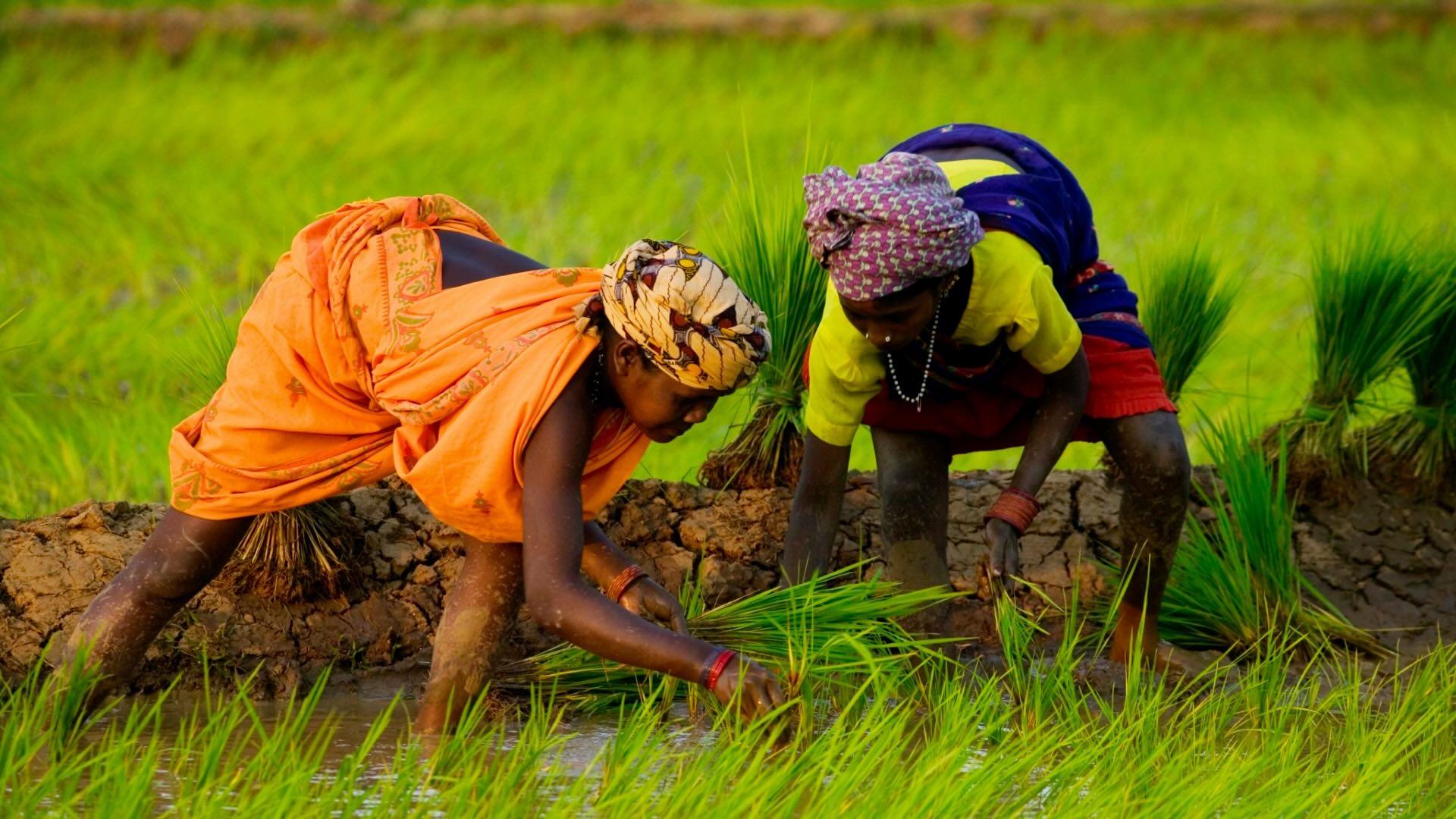 Two Indian women transplanting rice seedlings. 