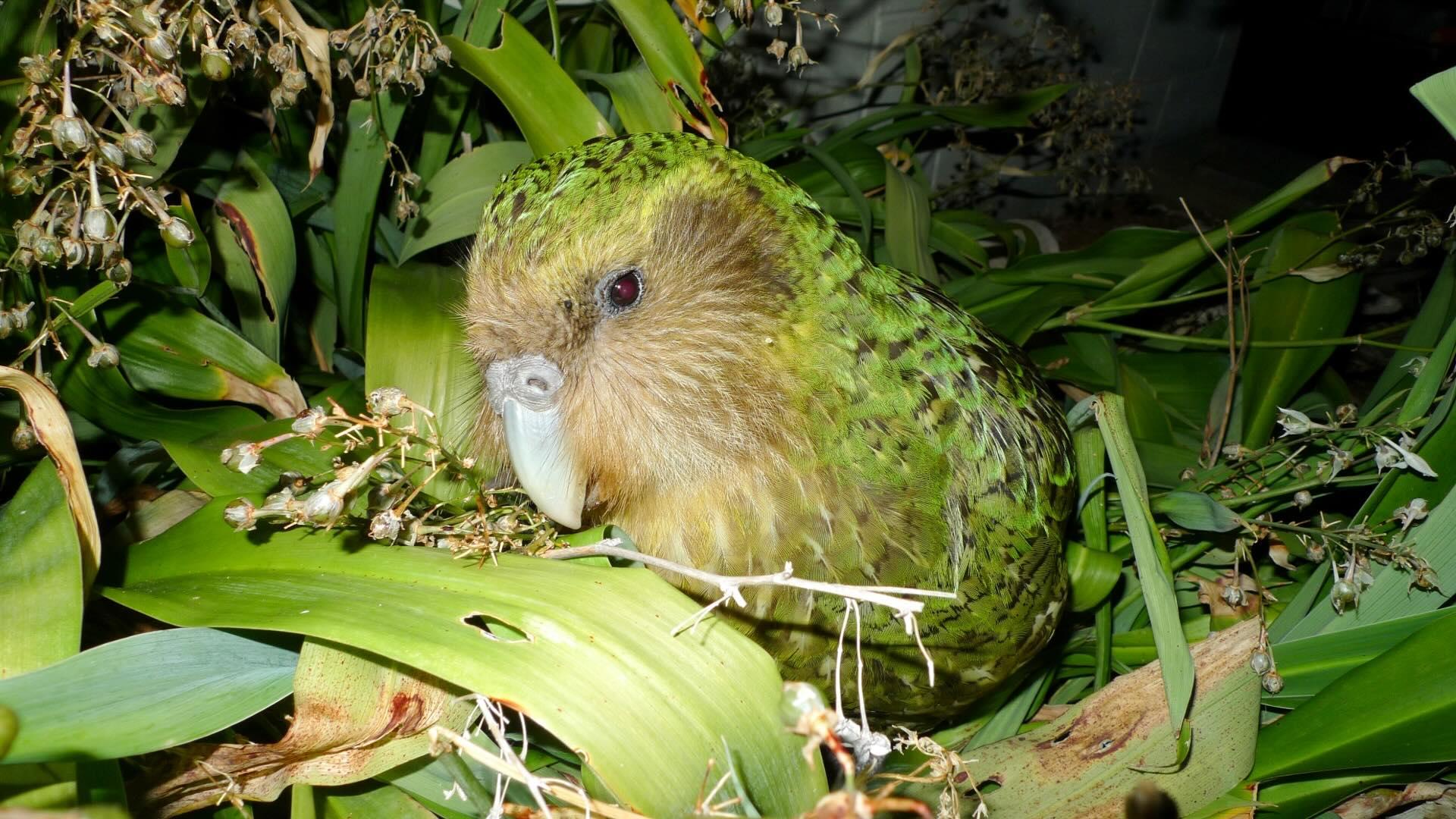 Close up of the kākāpō parrot.