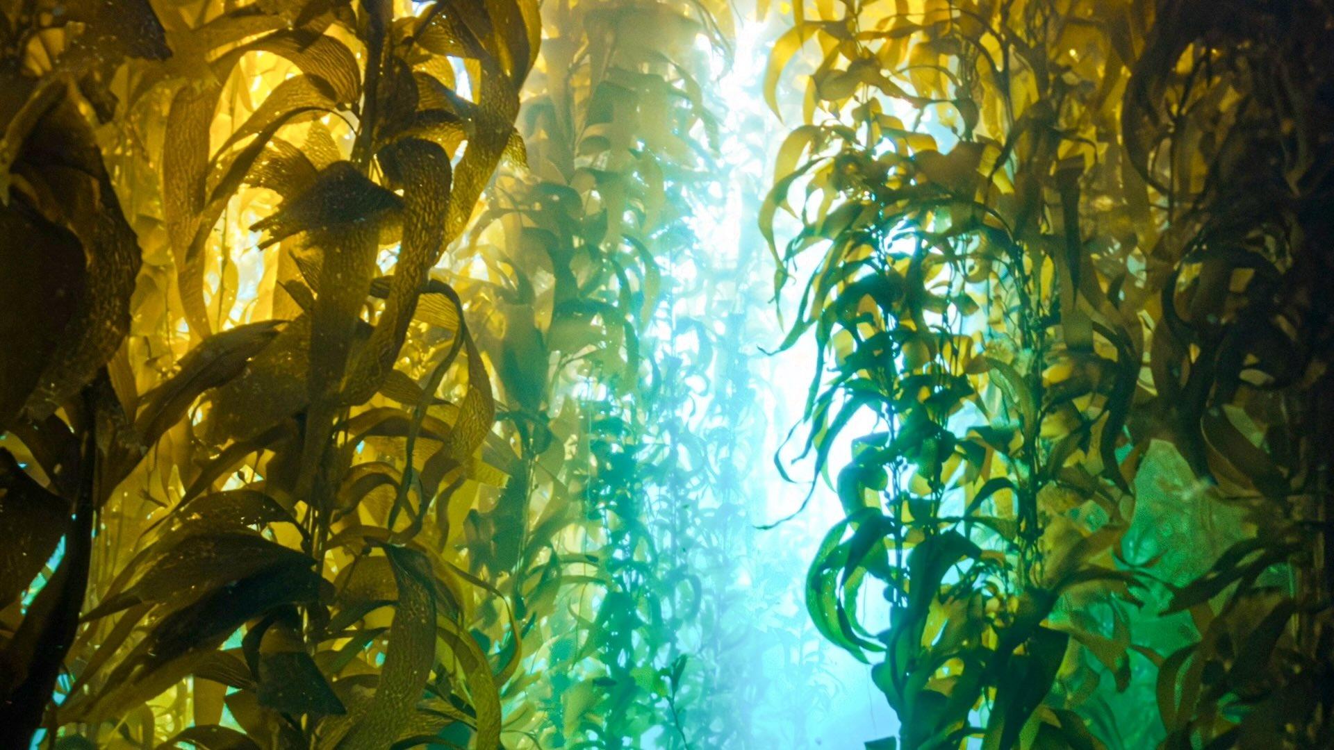 Kelp forest. 