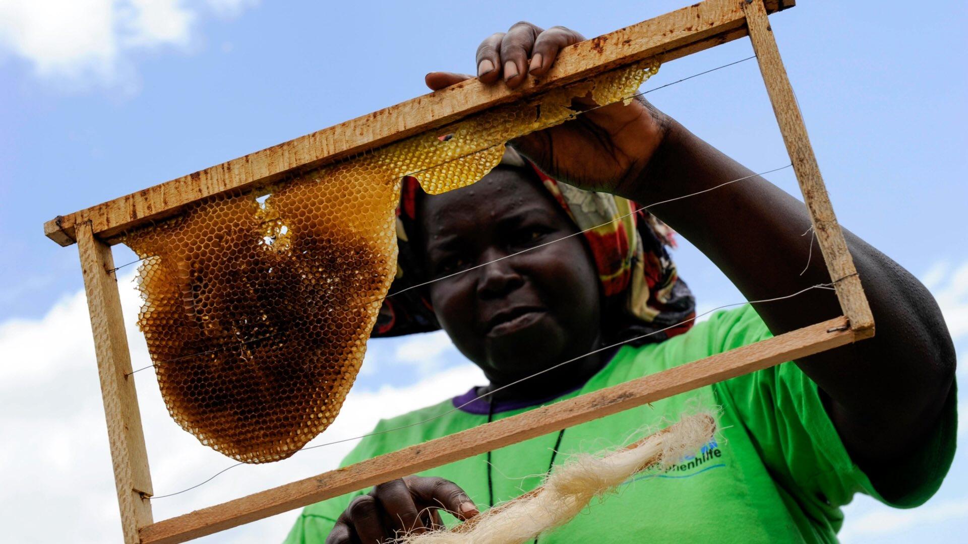 Kenyan woman holding honeycomb. 
