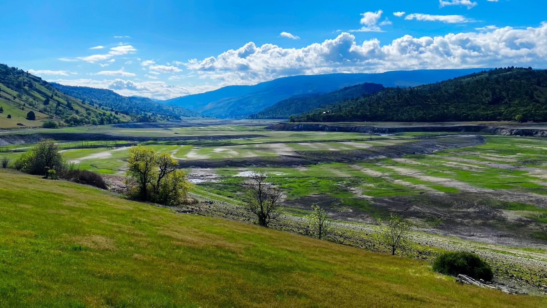 New plant growth in the basin of a drained reservoir on the Klamath River.