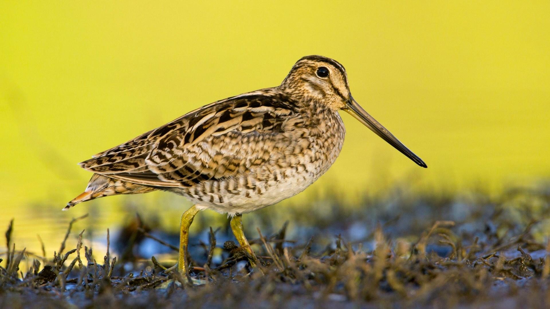 Latham's snipe on the ground. 