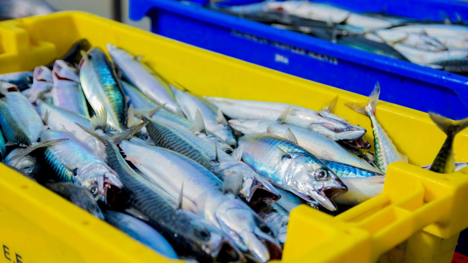 Mackerel in a plastic tub at a fish market.