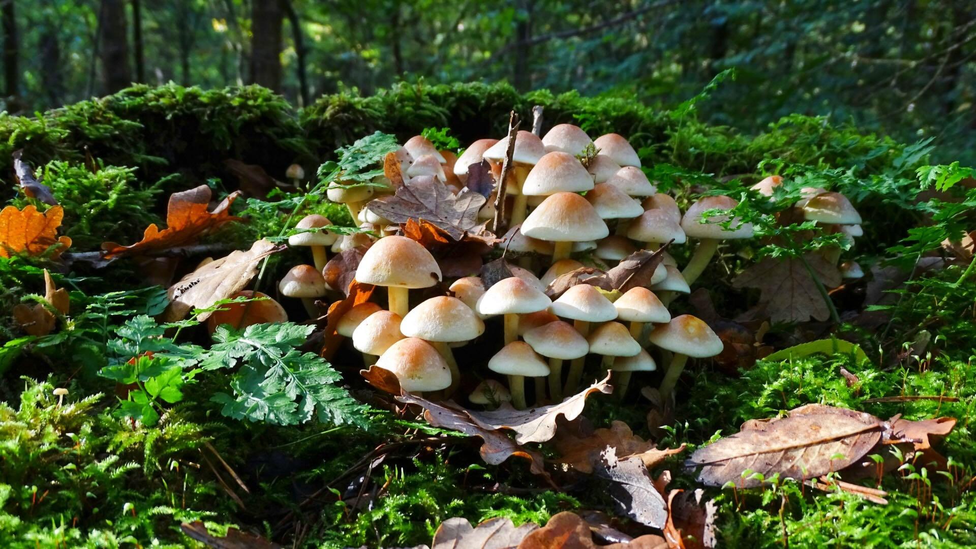 Mushrooms on a forest floor. 