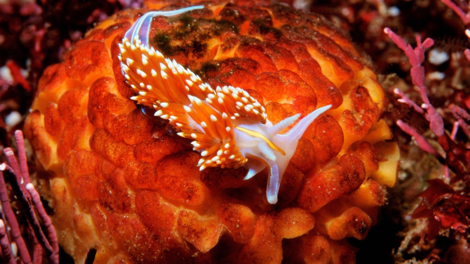 Thick horned aeolid Hermissenda crassicornis California Pacific Ocean