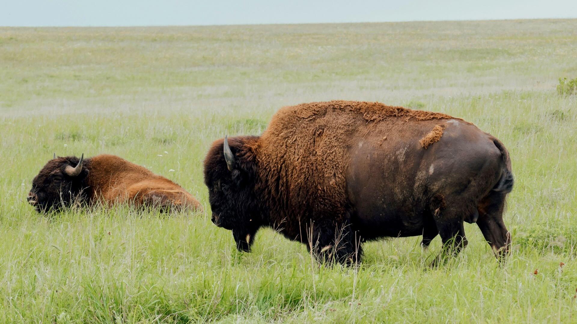 Bison grazing on grassland in Oklahoma. 