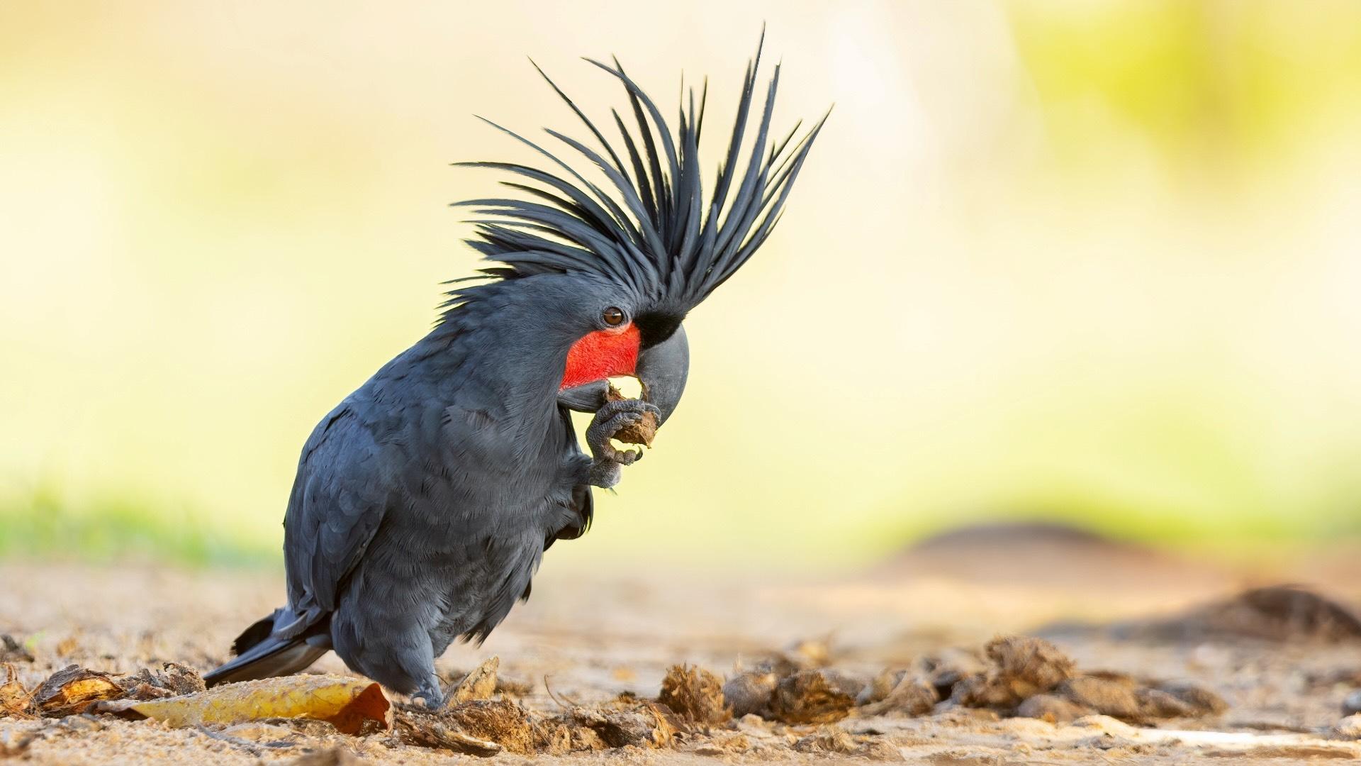 Palm cockatoo (Probosciger aterrimus). Lockhart, Queensland, Australia