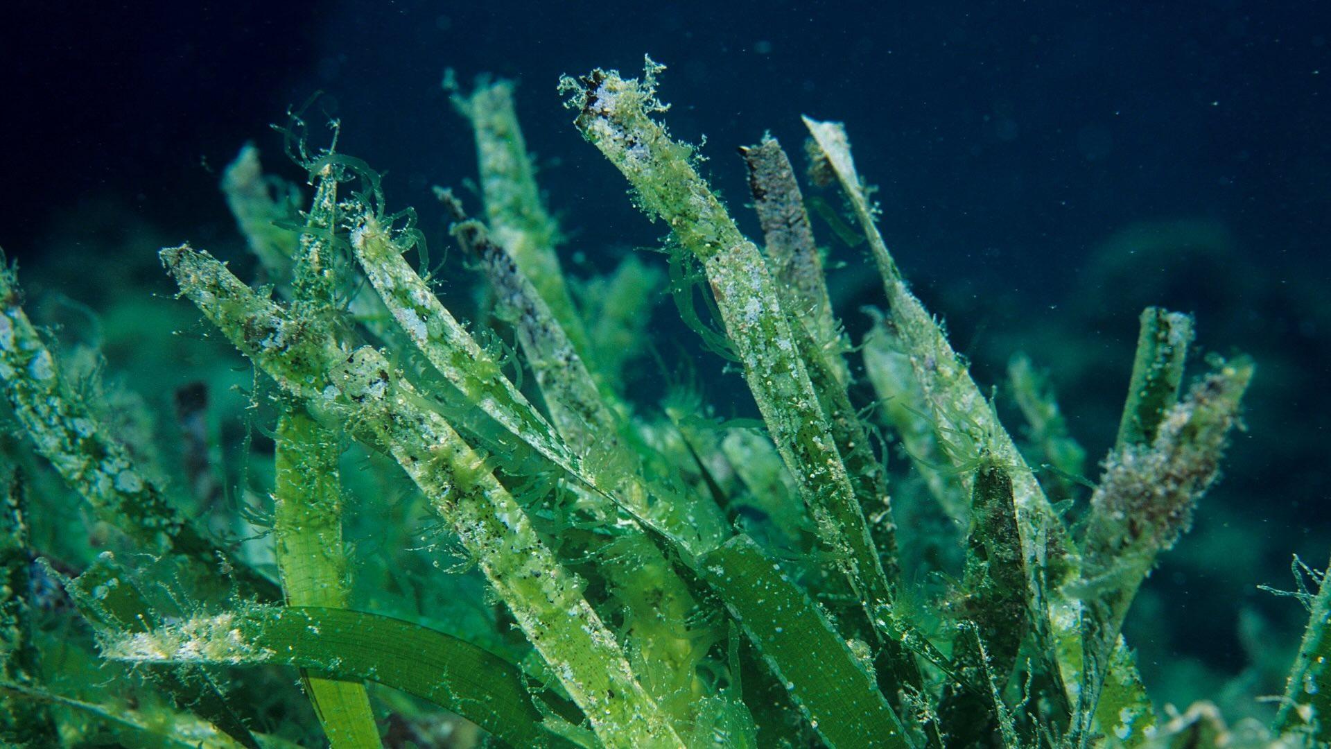 Ribbon grass (Posidonia australis), Shark Bay UNESCO Natural World Heritage Site, Western Australia.