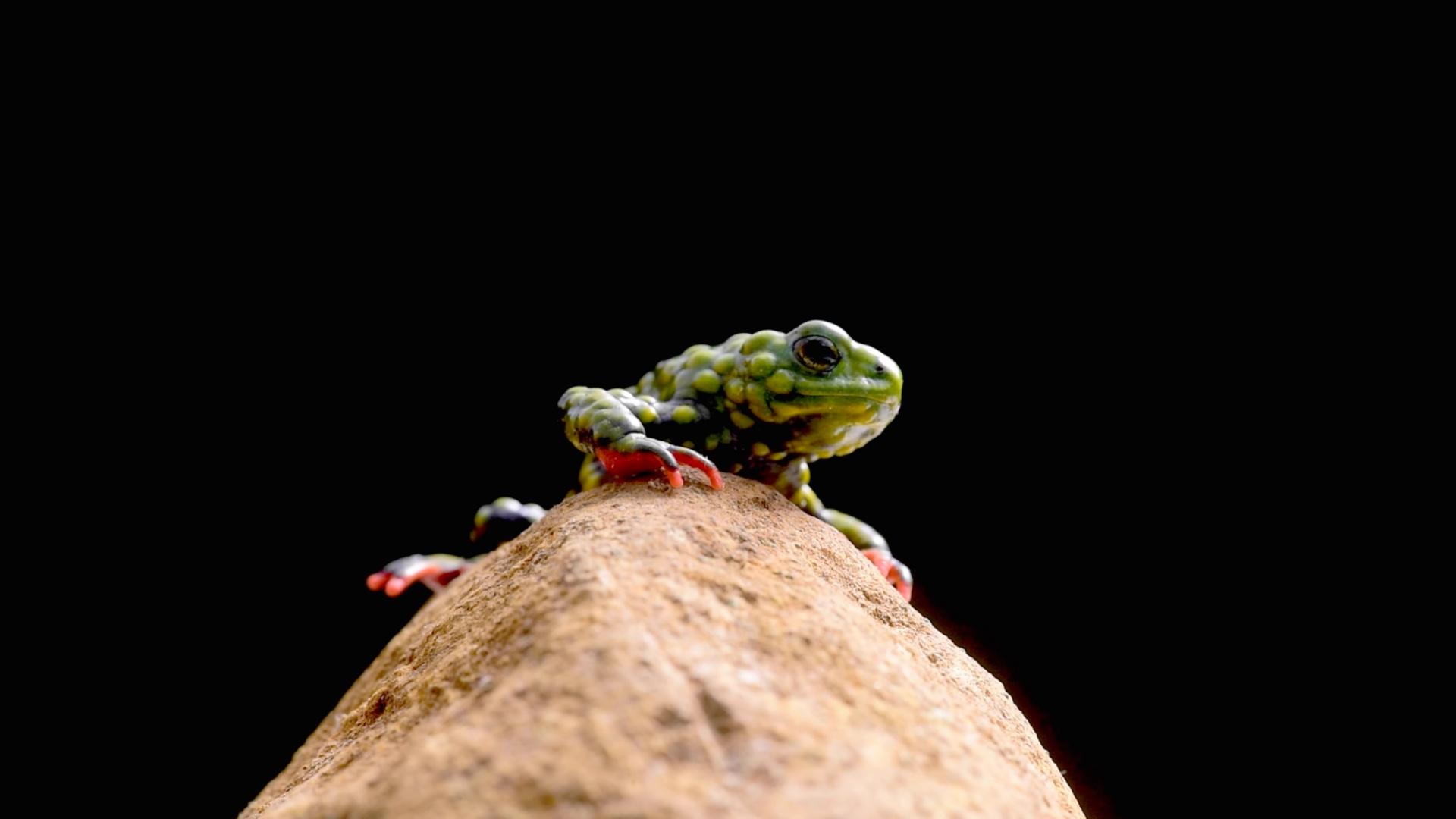 Red-bellied toad on a rock with dark background. 
