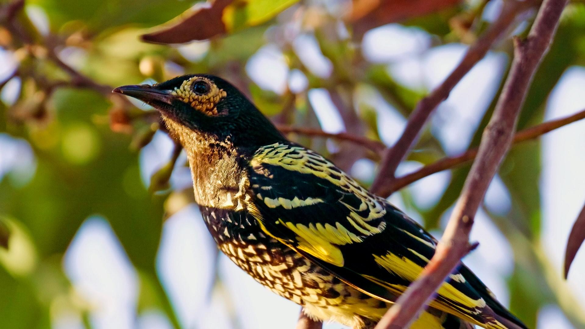 Regent Honeyeater (black, tan, yellow feathering) in a tree branch. 