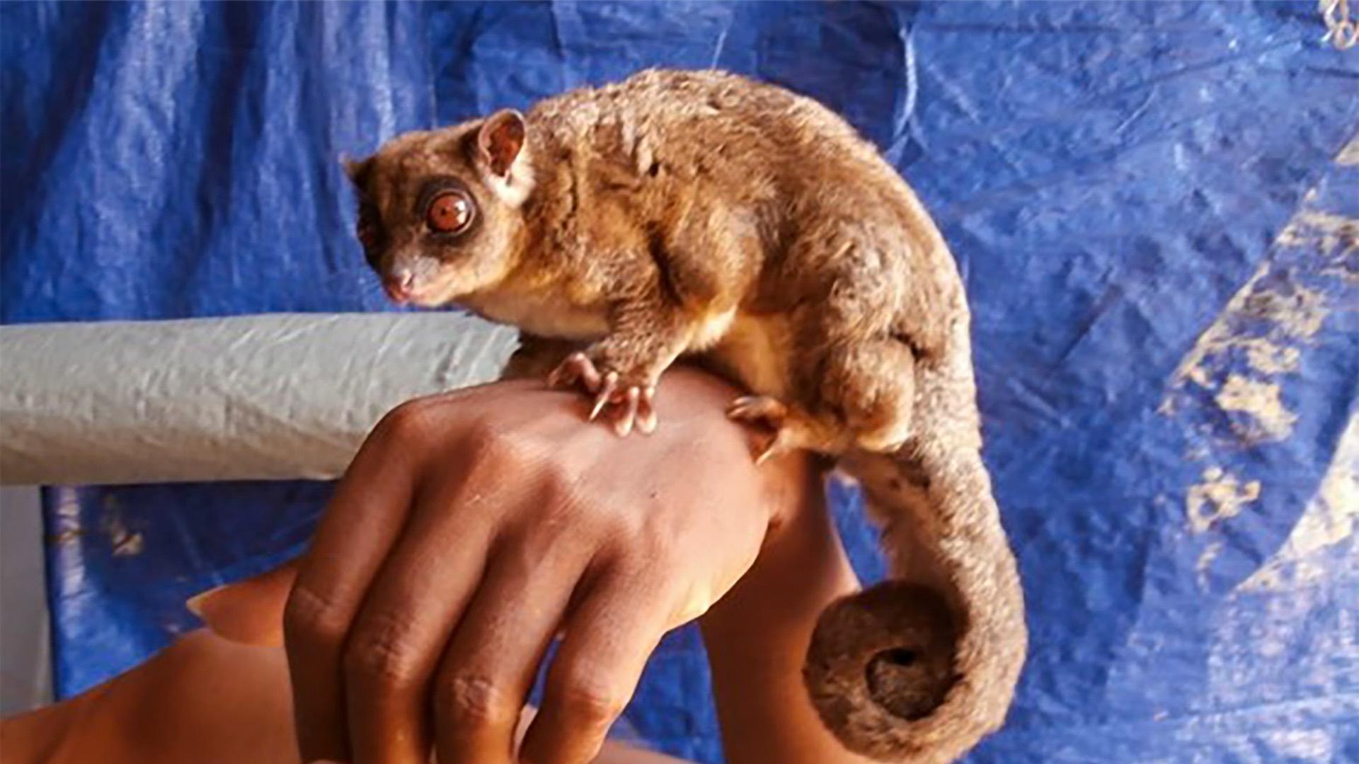 A subadult individual of Tous sp., photographed in 2015 in South Sorong area, Vogelkop Peninsula.