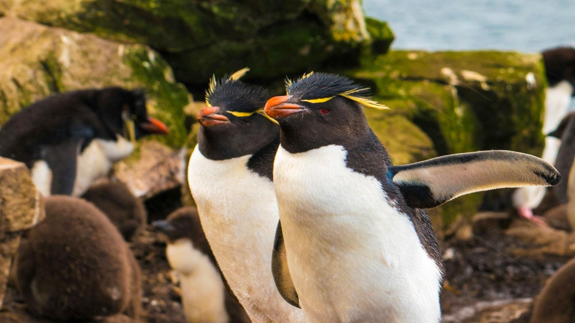 Two rockhopper penguins on the Falkland Islands. 