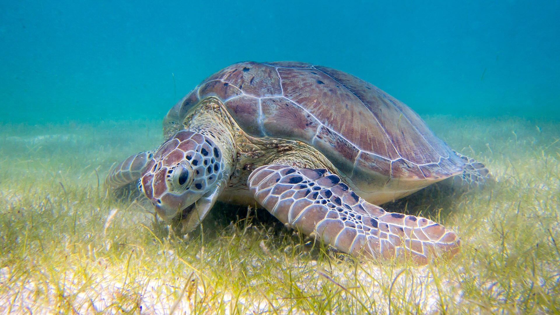 Sea turtle eating seagrass. 