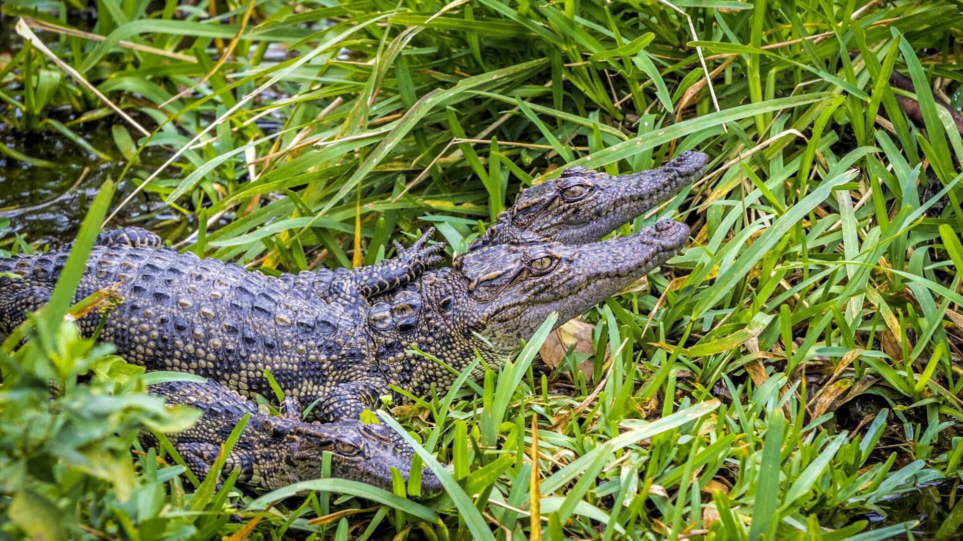 Critically endangered Siamese Crocodile babies sunning themselves in the grass.