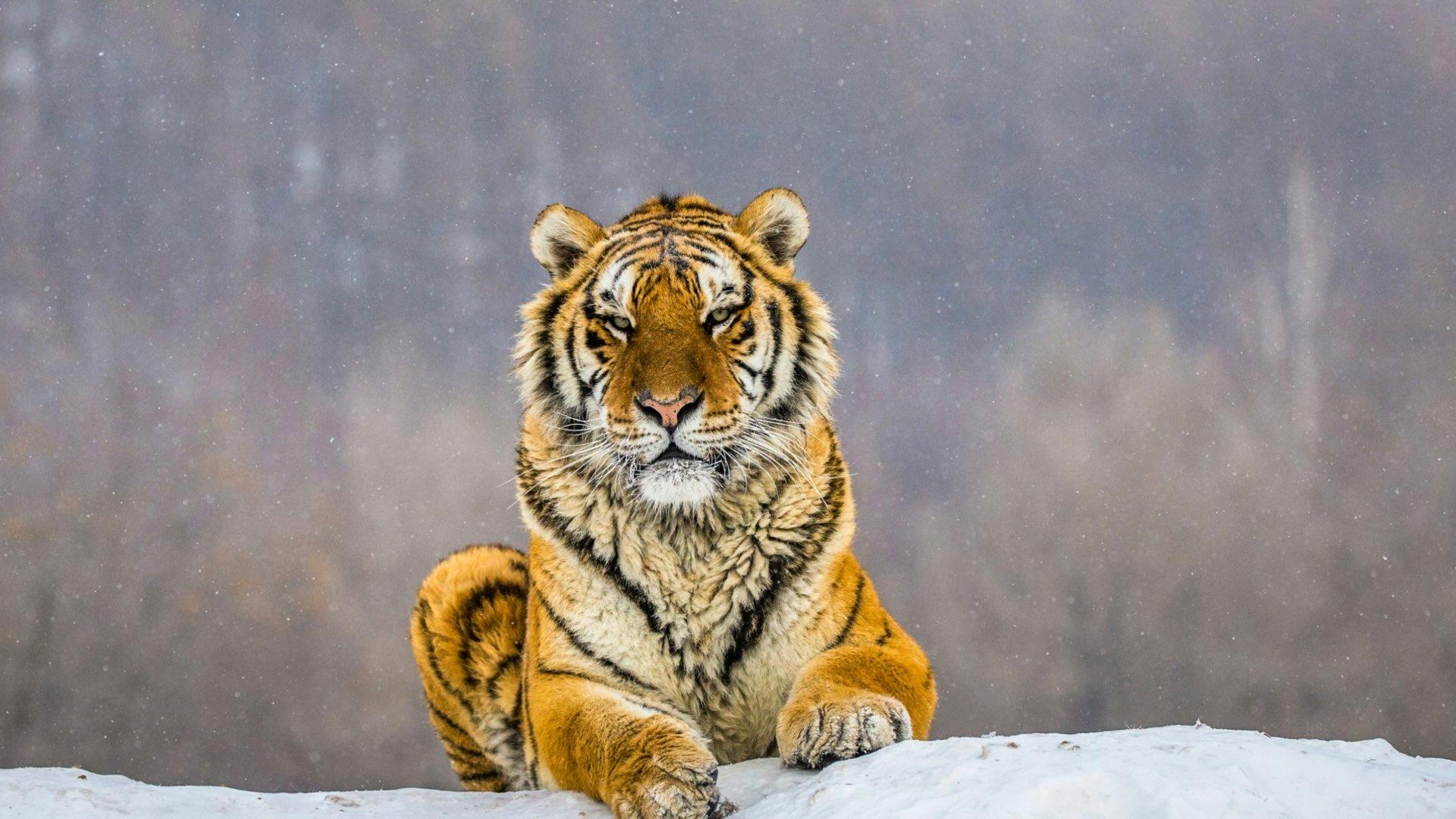 Siberian tiger sitting in the snow with forest in the background. 
