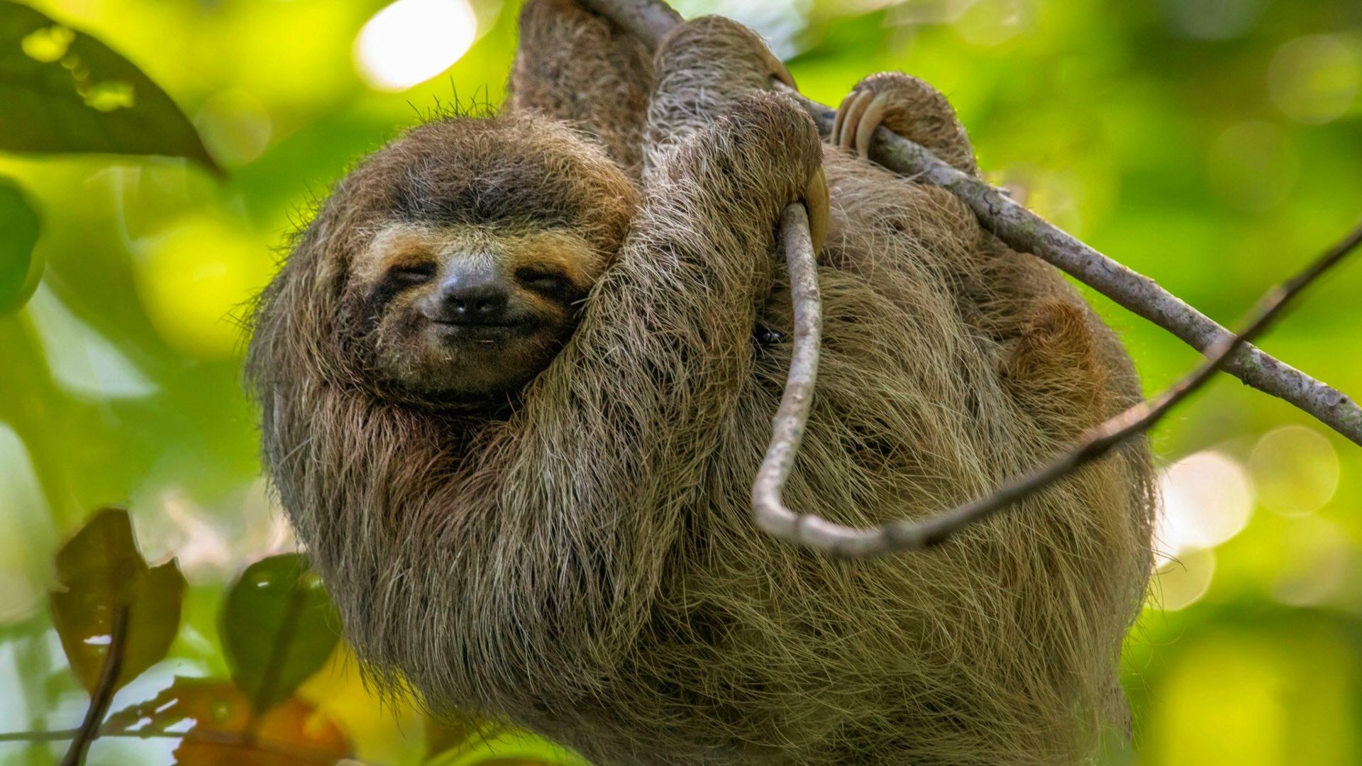 Sloth hanging in a tree branch. 