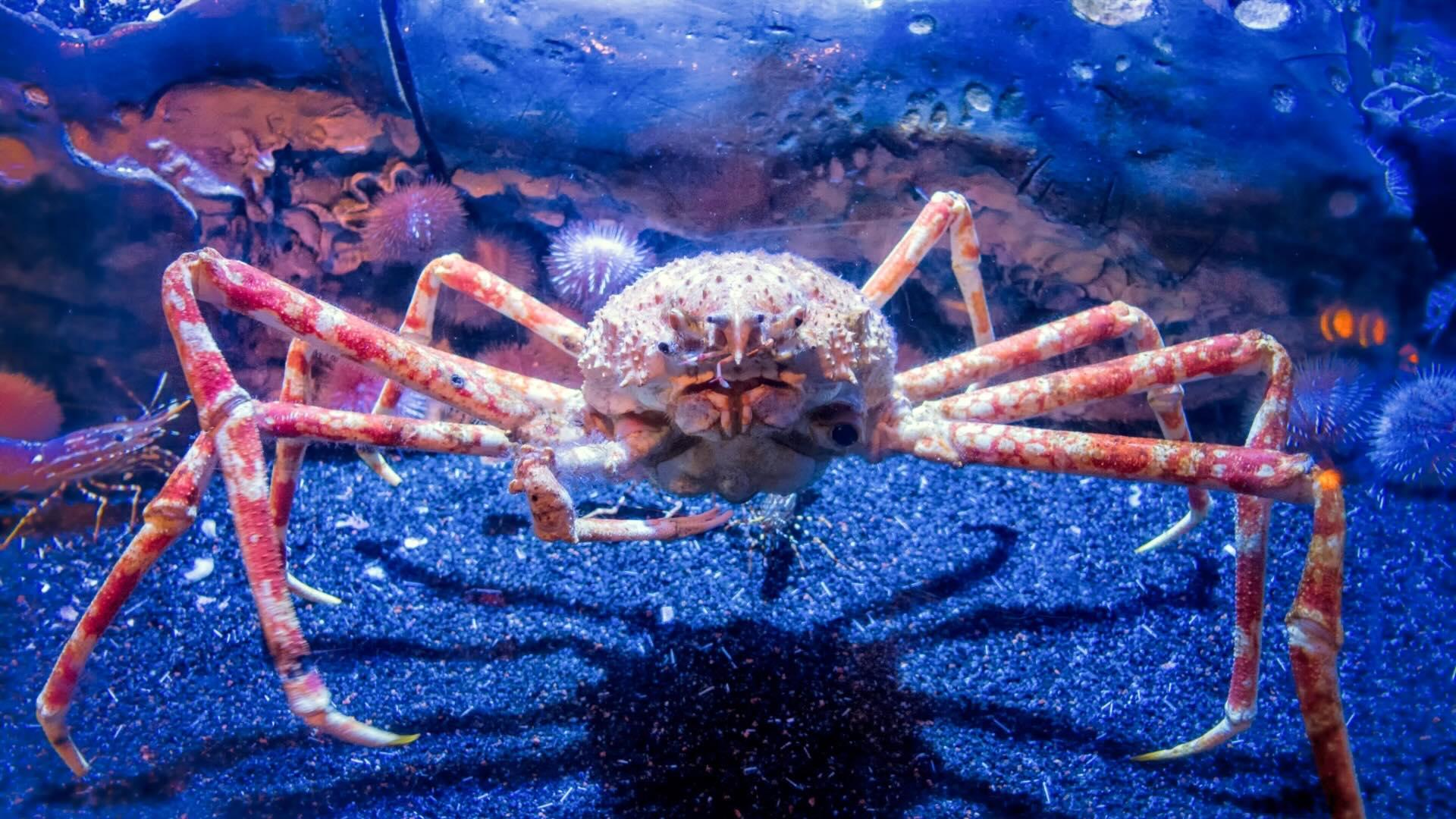 Spider crab, Aquarium of the Pacific. 