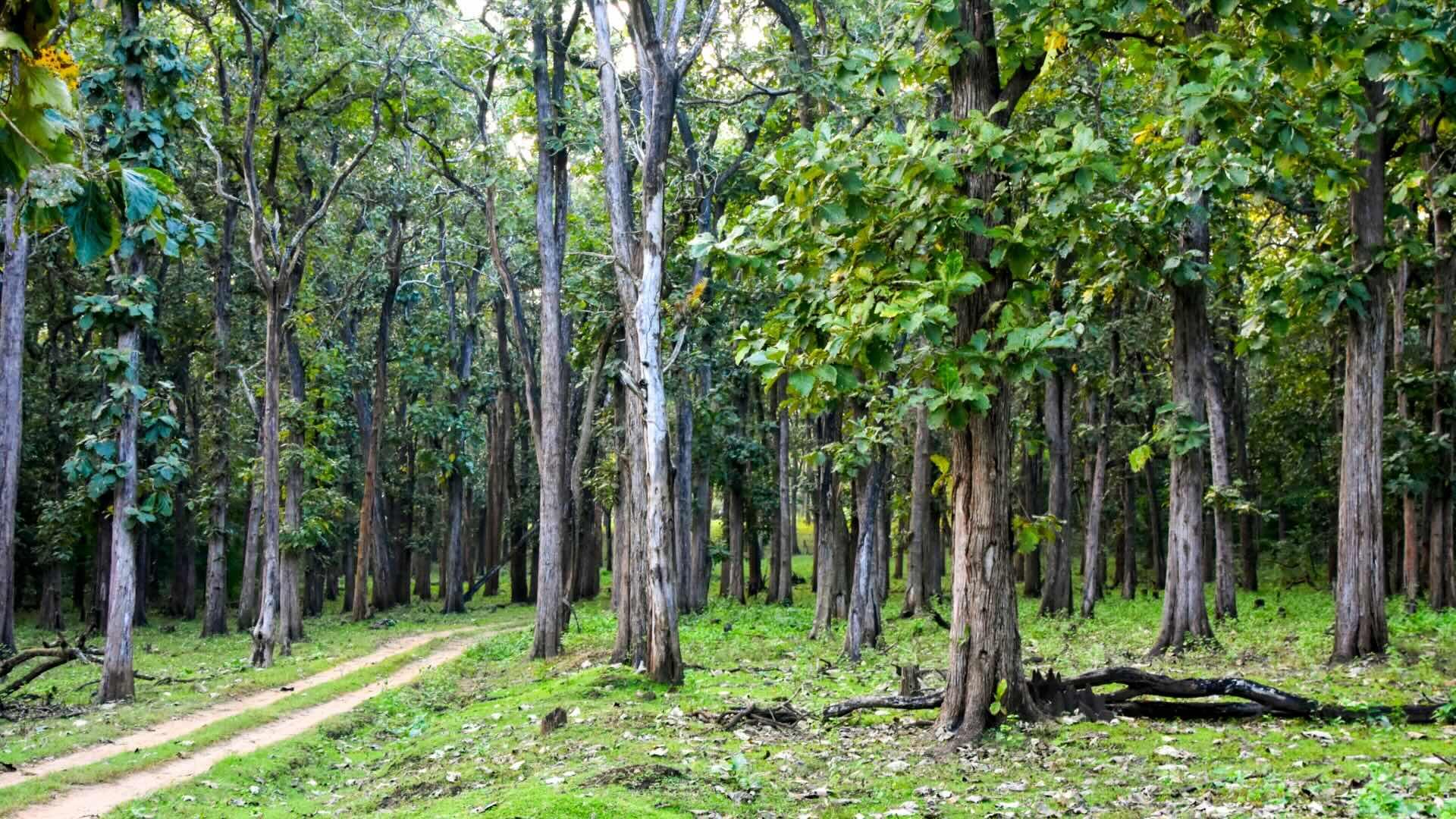 The Teak Forest, Nagarhole National Park. 